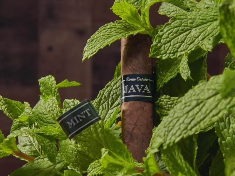 Java Corona Mint Cigar For Beginner
