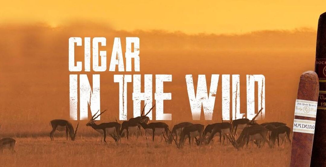 Cigar in the Wild, Ahmedabad