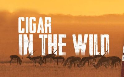 Cigar in the Wild, Ahmedabad